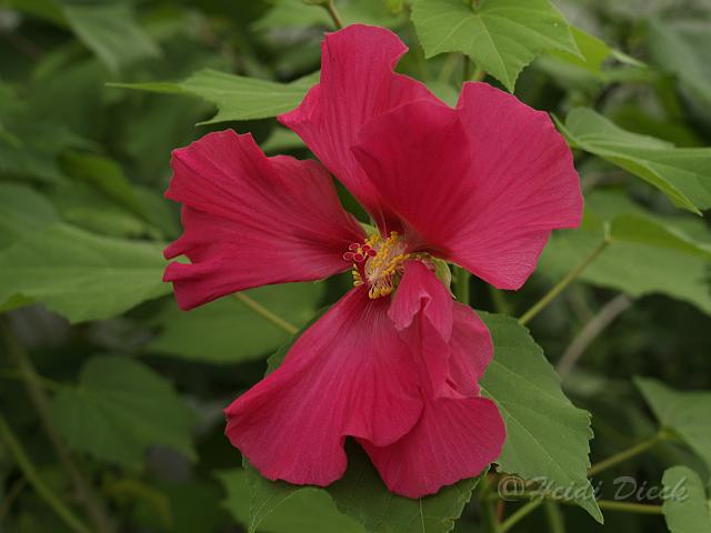 Hibiscus mutabilis Rubrum.JPG